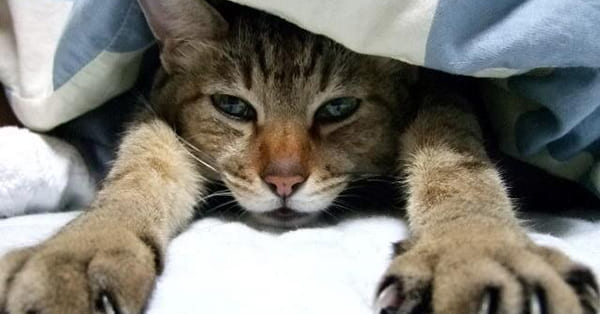 学校がめんどくさいのは、あなただけではありません